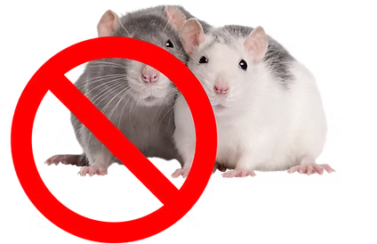 D&eacute;ratisation toulon rat