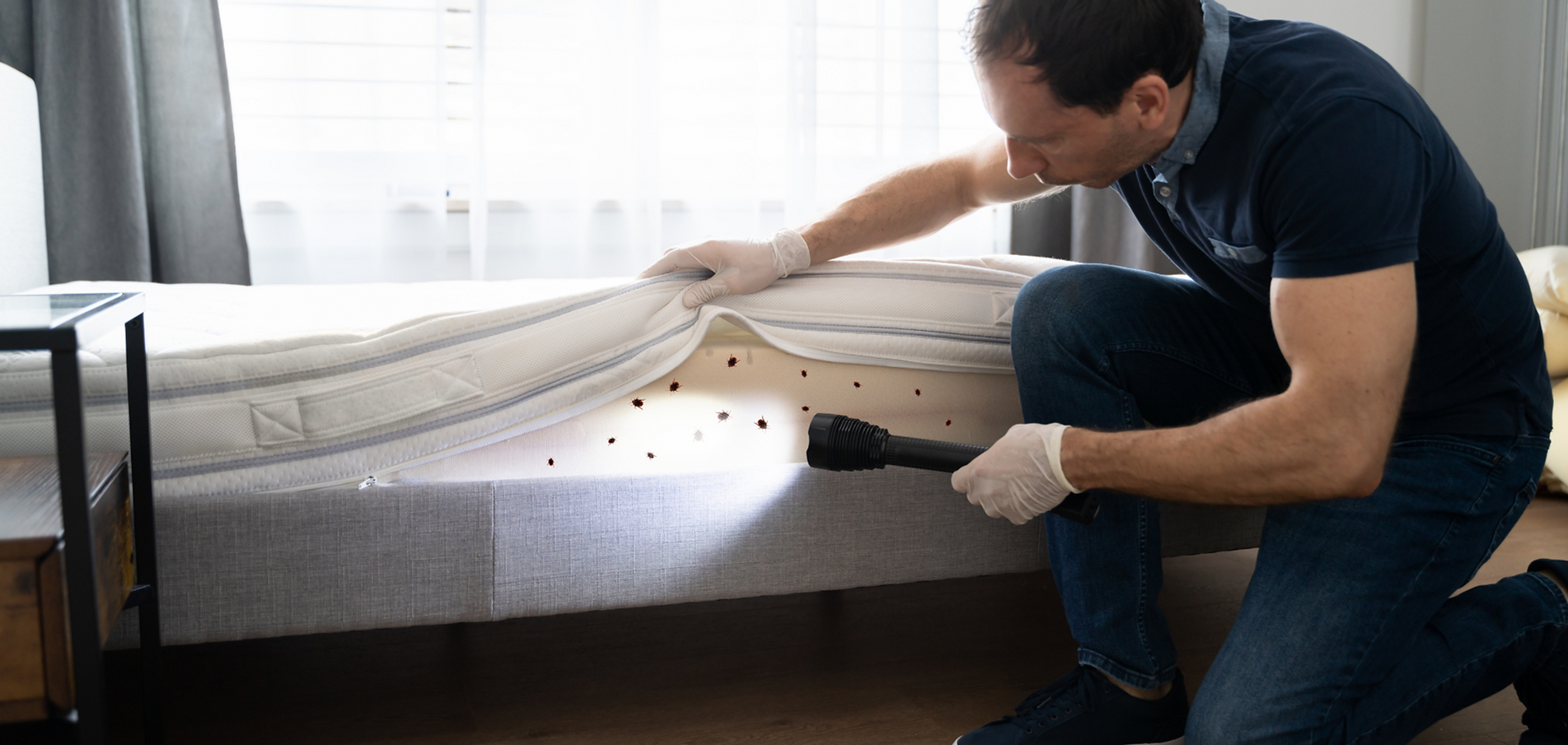 D�ratisation toulon