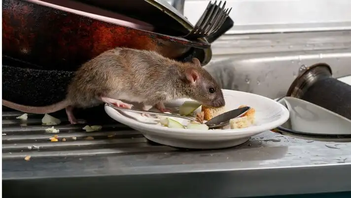 Destruction nid de frelons toulon