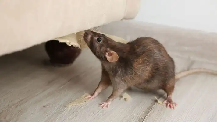 D�ratisation toulon