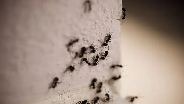 D�sinsectisation toulon