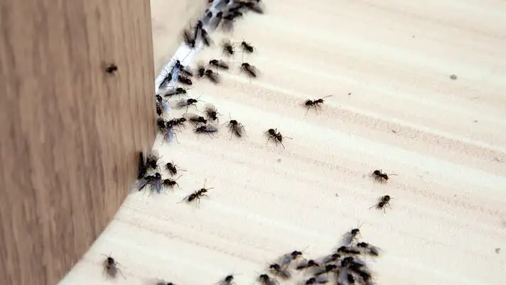 D�ratisation toulon