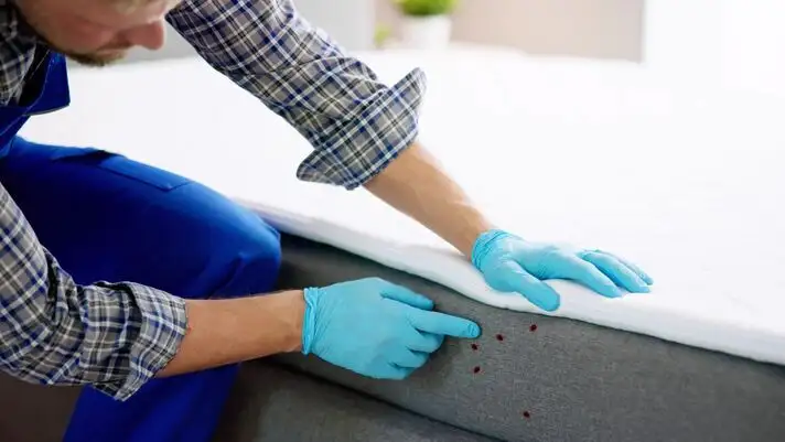 D�sinsectisation toulon