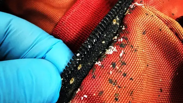 Destruction nid de frelons toulon