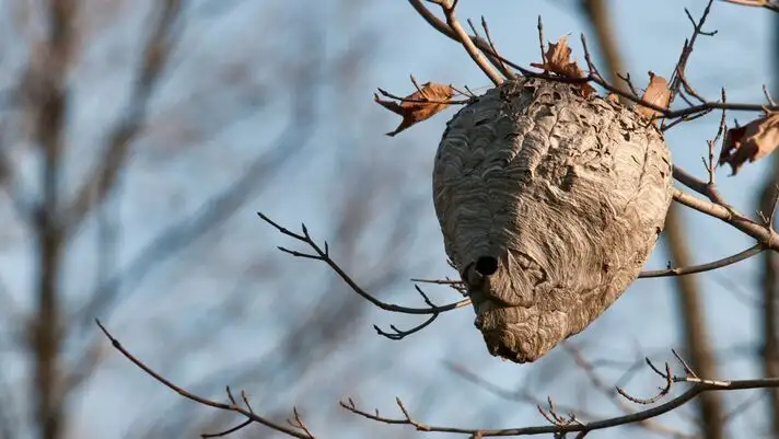 D�sinsectisation toulon