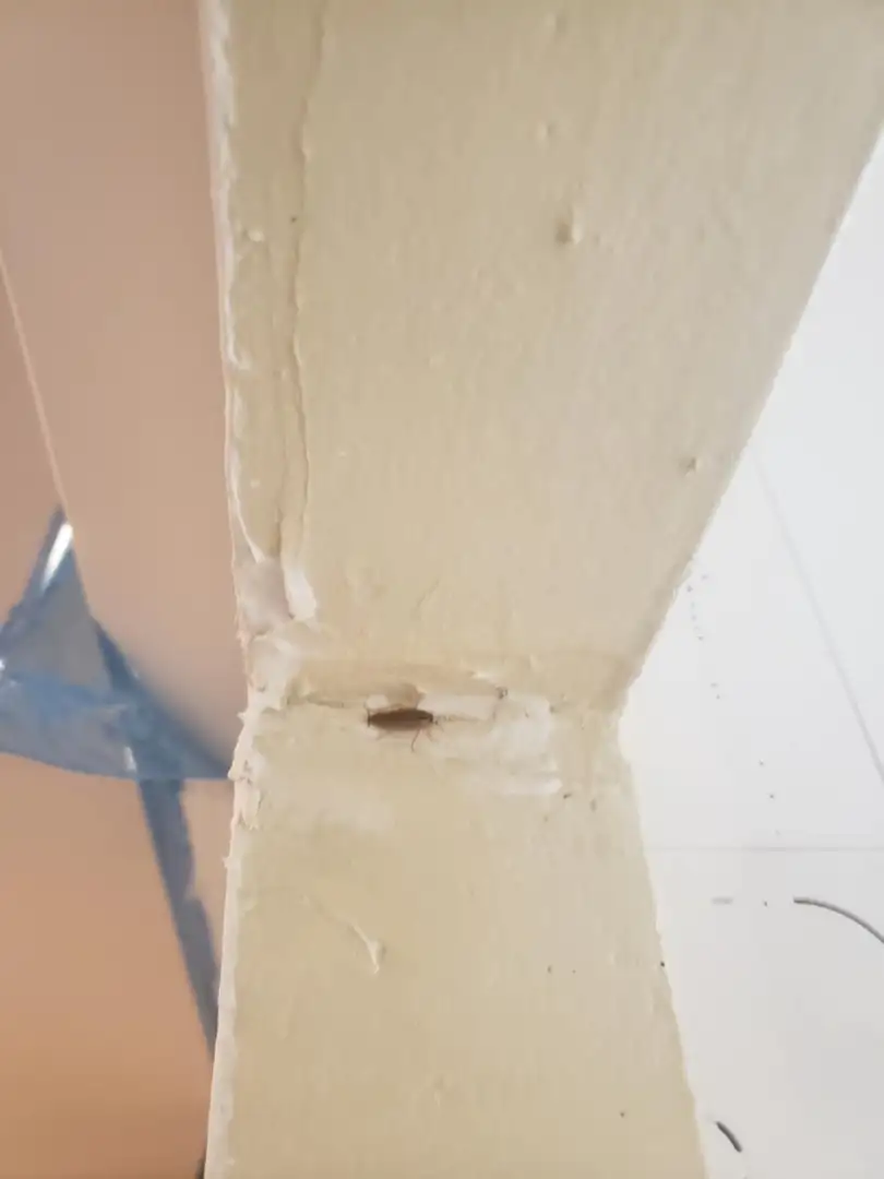  D�sinsectisation � Toulon : �radication des cafards dans une boucherie