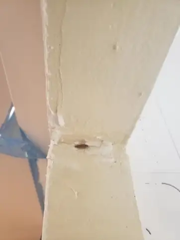  D�sinsectisation � Toulon : �radication des cafards dans une boucherie